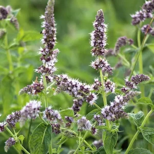 Mentha longifolia – Ross-Minze