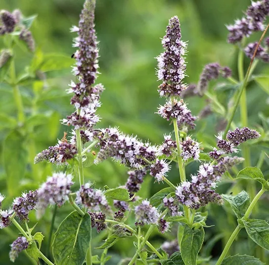 Mentha longifolia – Ross-Minze