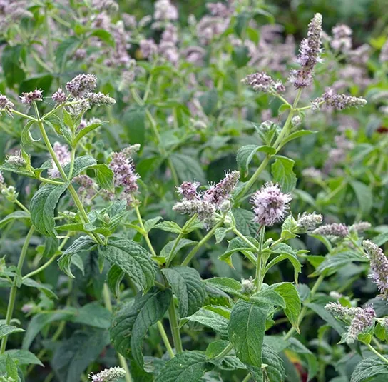 Mentha longifolia – Ross-Minze – Bild 3