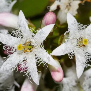 Menyanthes trifoliata – Fieberklee, Bitterklee