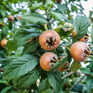 Mespilus germanica – Mispel – Wildform