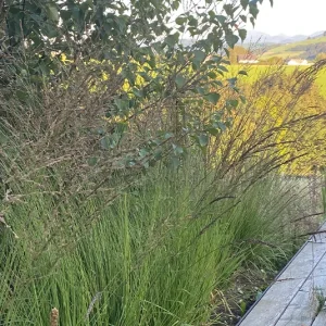 Molinia caerulea – Kleines Pfeifengras