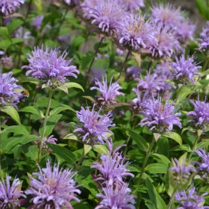 Monarda ´Mohawk` – Indianernessel – nahe Wildform