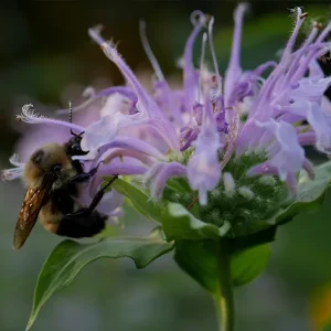 Monarda fistulosa var. menthifolia – Wilde Monarda