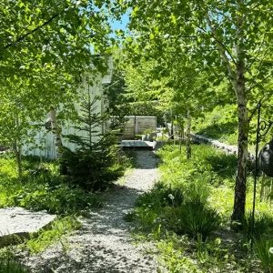 Betula pubescens – Heimische Moorbirke