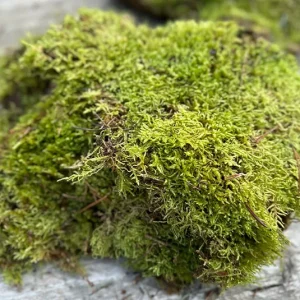 Moos – Plattenmoos