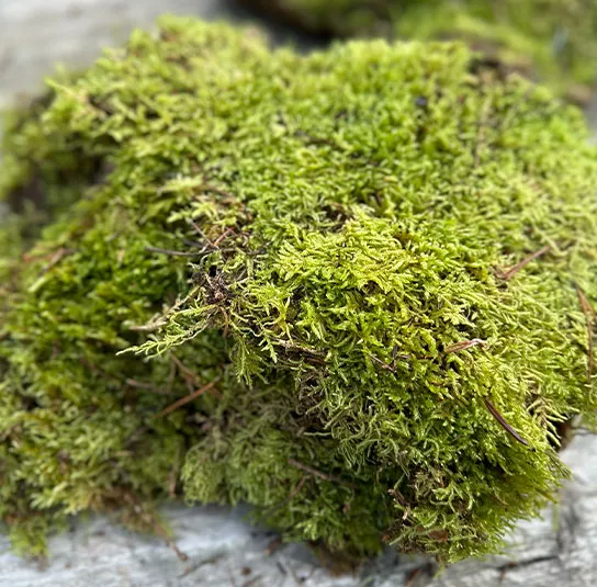 Moos – Plattenmoos – Bild 2