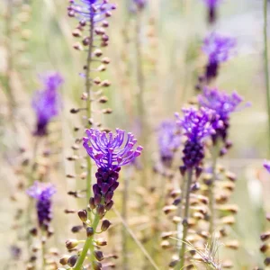 Zwiebel Muscari comosum – Schopfige Traubenhyazinthe