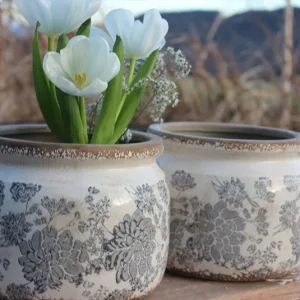 Topf Myosotis bauchig XL