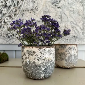 Topf Myosotis mittelgroß