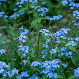Myosotis palustris – Sumpf-Vergissmeinnicht