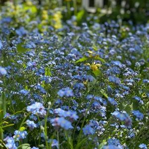 Myosotis sylvatica – Wald-Vergissmeinnicht