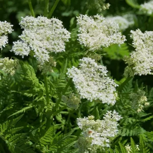 Myrrhis odorata – Süßdolde