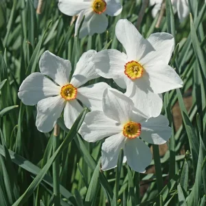 Zwiebel Narcissus poeticus Actaea – Dichter Narzisse, Echte Narzisse