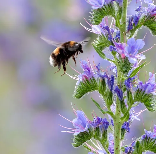 Hummel Kombi Nr. II – sonnig – 7 Top Futterpflanzen – Ersparnis 3,40 – Bild 7