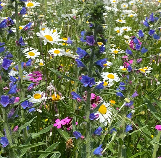 Echium vulgare – Natternkopf – Bild 7
