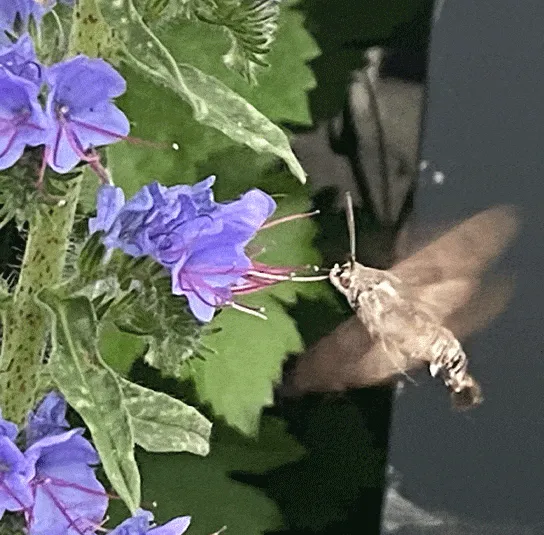 Echium vulgare – Natternkopf – Bild 5
