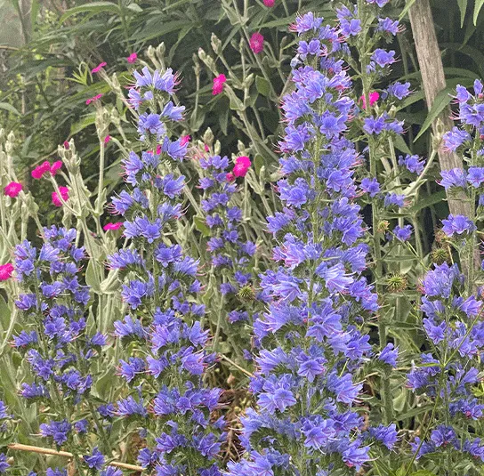 Echium vulgare – Natternkopf – Bild 4