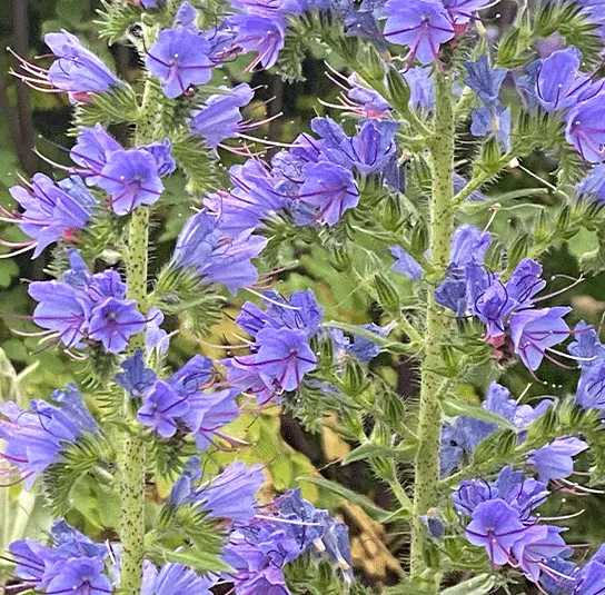 Echium vulgare – Natternkopf – Bild 8