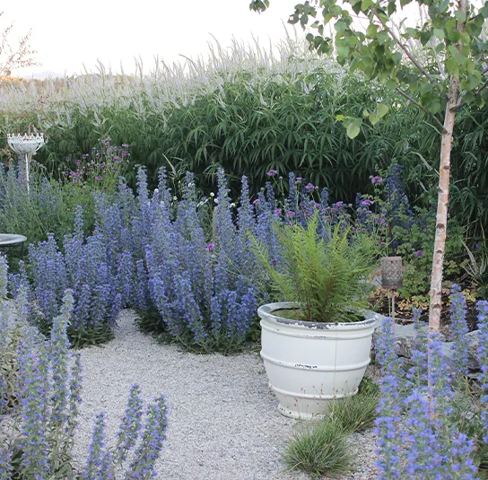 Echium vulgare – Natternkopf – Bild 2