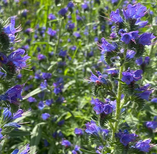Echium vulgare – Natternkopf – Bild 9