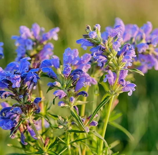 Dracocephalum ruyschianum – Nordischer Drachenkopf – Bild 2