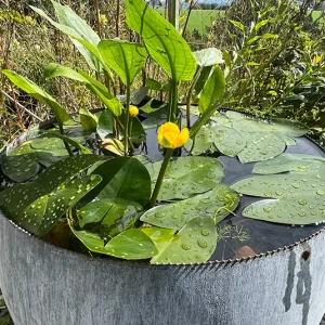 Nuphar pumila – Kleine Teichrose