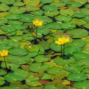 Nymphoides peltata – Europäische Seekanne