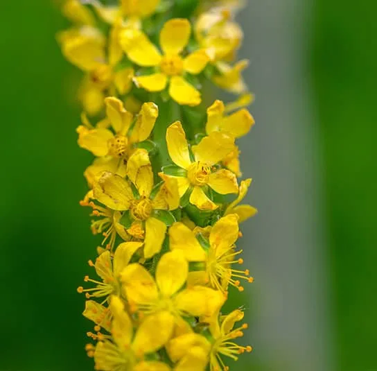 Agrimonia procera – Großer Odermennig – Bild 2