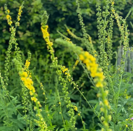 Agrimonia procera – Großer Odermennig – Bild 7