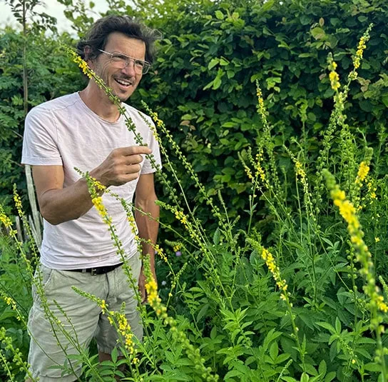 Agrimonia procera – Großer Odermennig – Bild 3