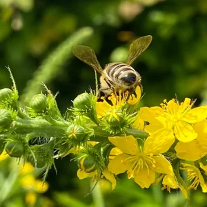 Gemeiner Odermennig (Agrimonia eupatoria) Saatgut