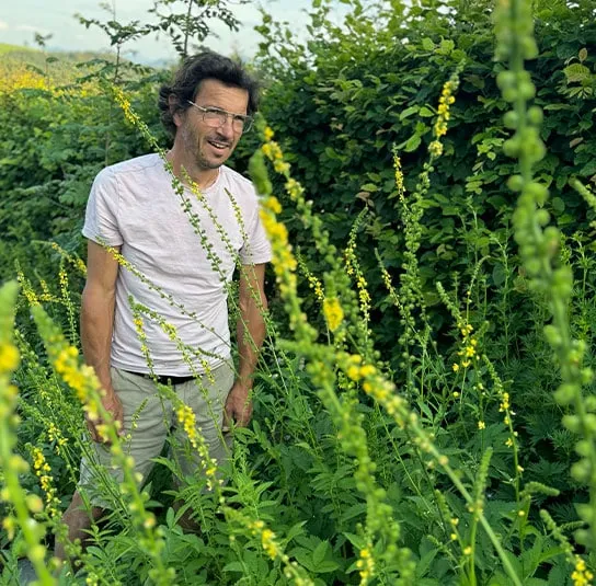 Agrimonia procera – Großer Odermennig – Bild 6