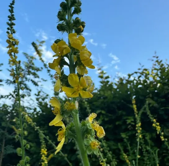 Agrimonia procera – Großer Odermennig – Bild 4