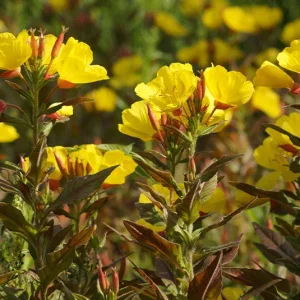 Oenothera biennis – Gewöhnliche Nachtkerze