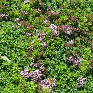 Origanum vulgare Compactum – Teppich-Oregano, Teppich-Dost