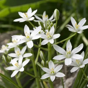 Zwiebel Ornithogalum umbellatum – Dolden-Milchstern