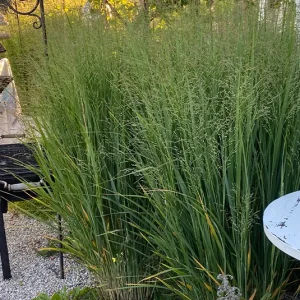 Panicum virgatum ´Northwind`- Rutenhirse Nordwind