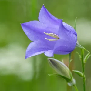Campanula persicifolia – Pfirsichblättrige Glockenblume