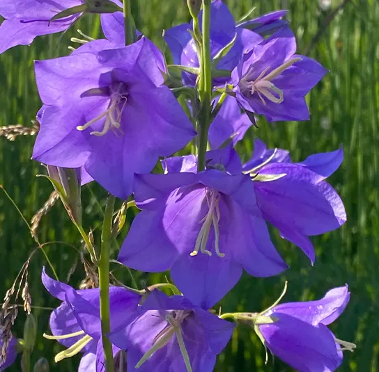 Pfirsichblättrige Glockenblume (Campanula persicifolia) Saatgut – Bild 9