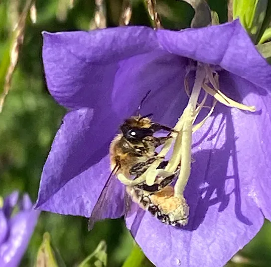 Pfirsichblättrige Glockenblume (Campanula persicifolia) Saatgut – Bild 7