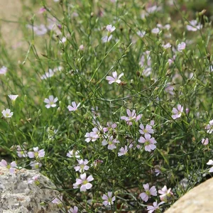 Petrorhagia  saxifraga – Felsennelke