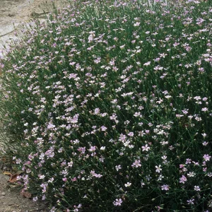 Felsennelke (Petrorhagia saxifraga) Saatgut