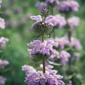 Phlomis tuberosa – Knollen – Brandkraut