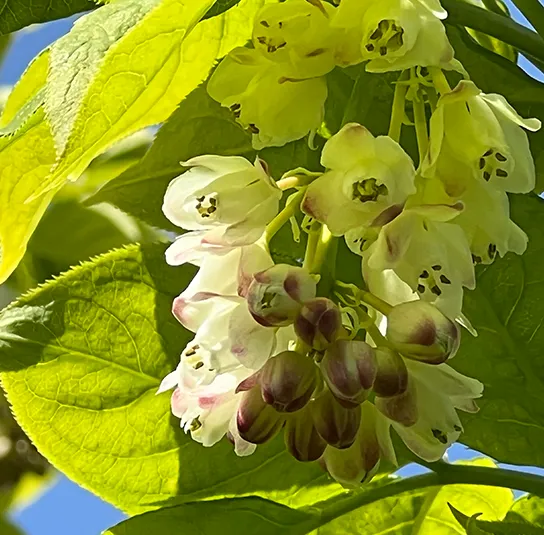 Staphylea pinnata – Pimpernuss – Bild 6