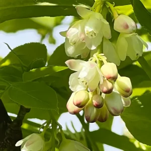 Staphylea pinnata – Pimpernuss