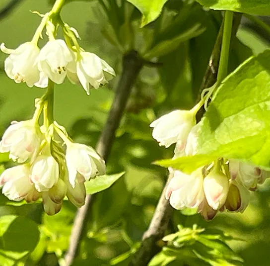 Staphylea pinnata – Pimpernuss – Bild 9