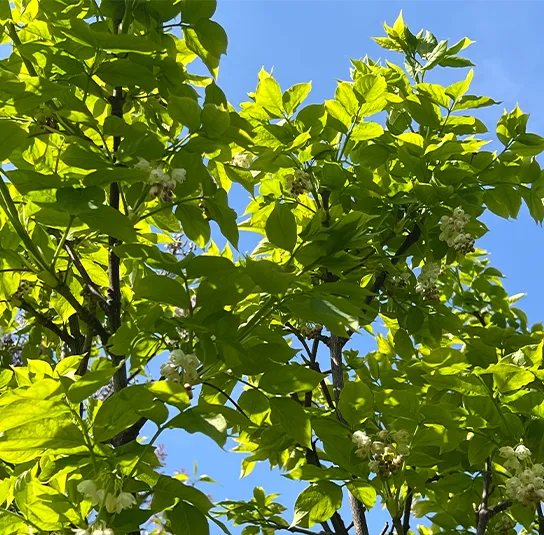 Staphylea pinnata – Pimpernuss – Bild 8