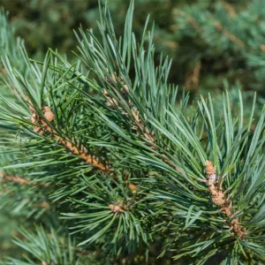 Pinus sylvestris – Heimische Rotföhre, Wald-Kiefer