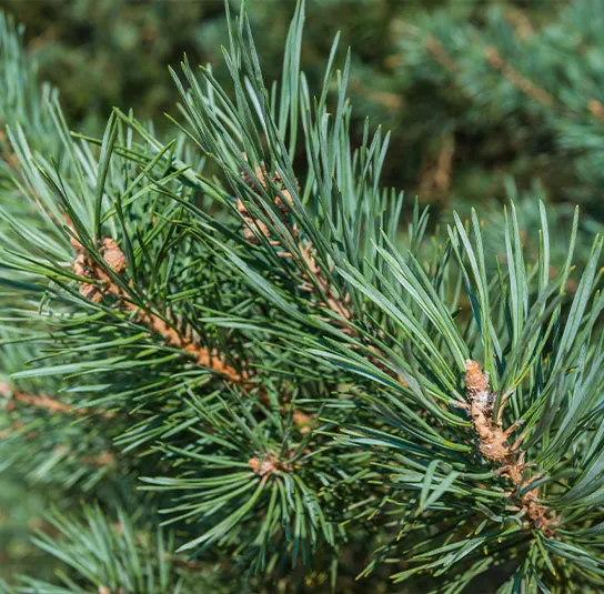 Pinus sylvestris – Heimische Rotföhre, Wald-Kiefer